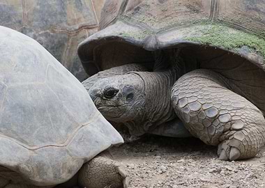 cute turtles rest at sun