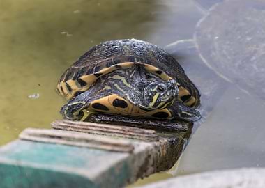 cute turtles rest at sun