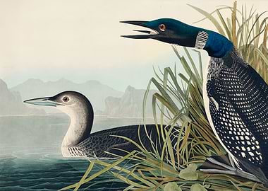Great Northern Diver