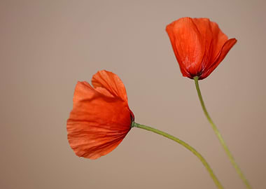 Papaver flower blossoming