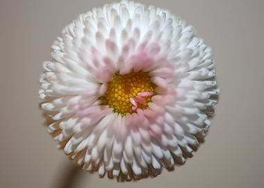Bellis flowering close up