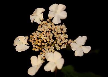 Viburnum flower blossoming