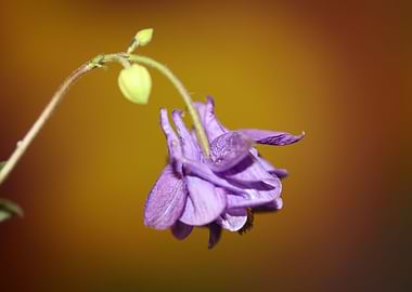 Aquilegia flower close up