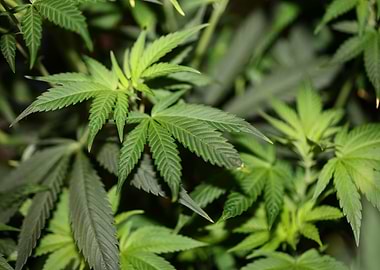 Cannabis leaves close up