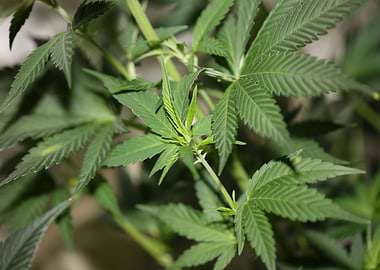 Marihuana plant close up