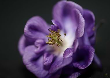 Aquilegia vulgaris flower