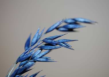 Dry blue deco wheat macro