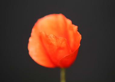 Red wild papaver flowering