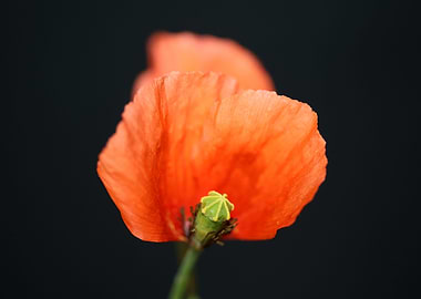 Red wild papaver flowering