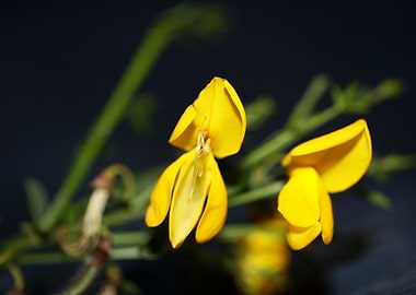 Yellow spartium flowering