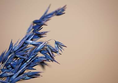 Wheat blue color close up