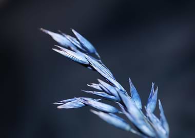 Blue wheat plant close up