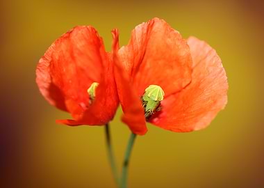 Red wild papaver flowering