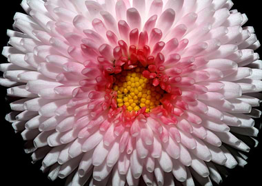 Bellis perennis flowering