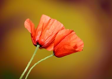 Papaver flowering close up