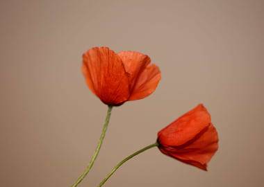 Papaver flower blossoming