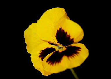 Yellow viola flower macro