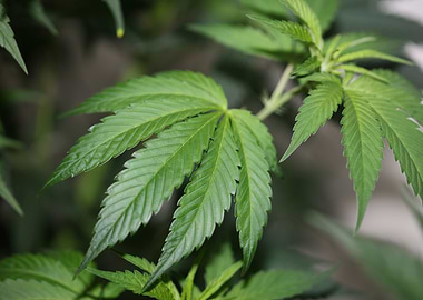 Cannabis leaves close up