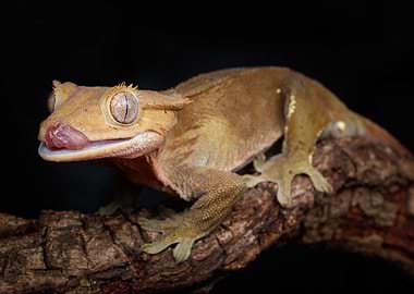 Crested gecko