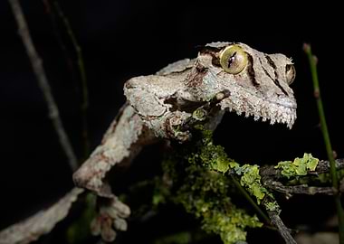 Henkels leaftailed gecko