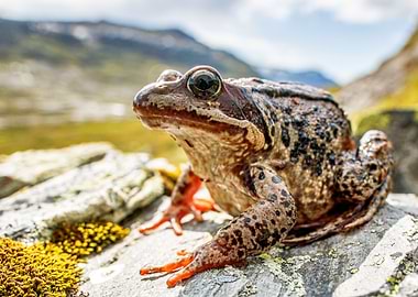 Common European Frog