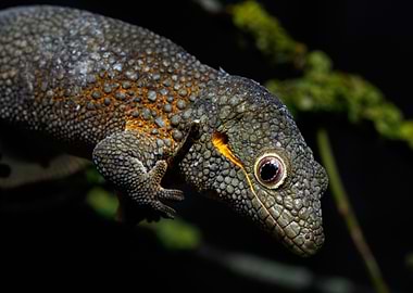 Bauers chameleon gecko