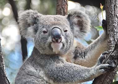 Koala Bear Portrait