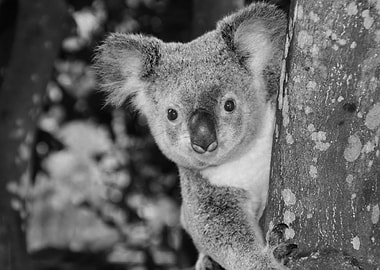 Kuala Bear on a tree bw