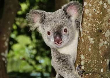 Koala Bear on a tree