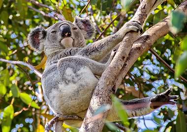 Koala in a tree