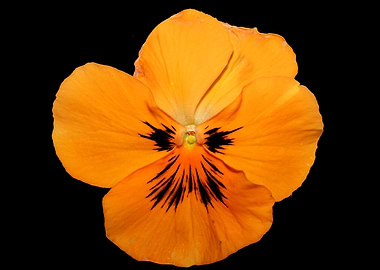 Orange viola flower macro