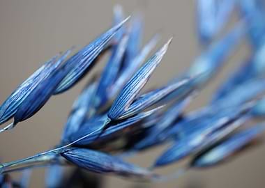 Dry blue wheat close up