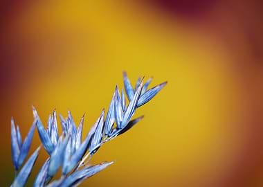 Decoration dry wheat macro
