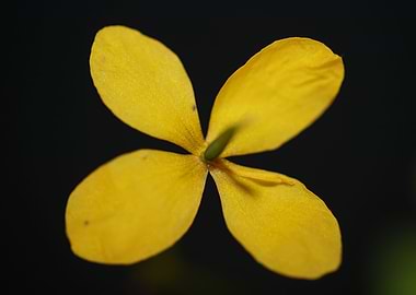 Chelidonium majus close up