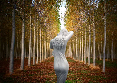 Silver Birch Wood Nymph