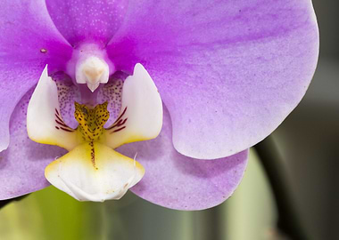 Closeness of Orchids
