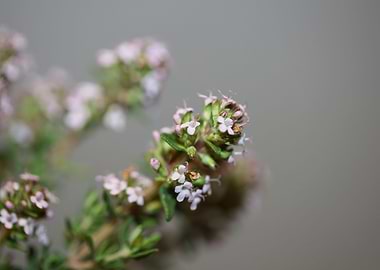 Thymus vulgaris flowering