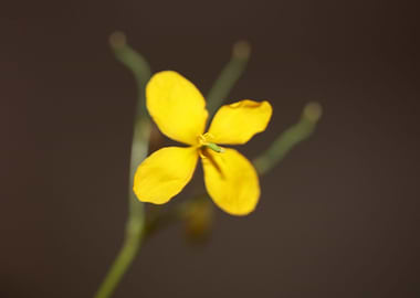 Chelidonium majus blossoms