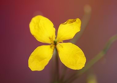 Chelidonium flower blossom