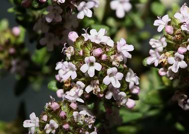 Thymus flowering close up
