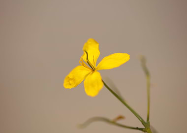 Chelidonium flower macro