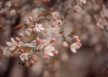 Pink cherry blossom flower