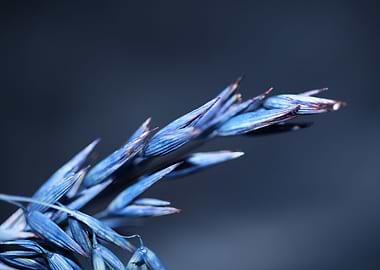 Decoration dry wheat macro