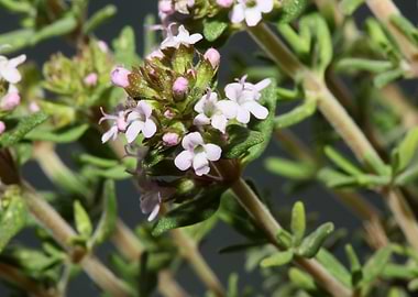 Thymus flower background