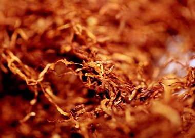 Tobacco rolling leaves