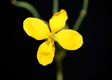 Chelidonium majus close up