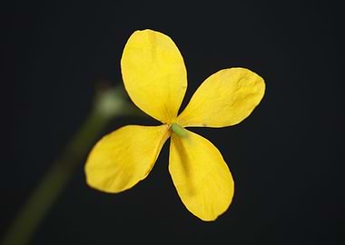 Wild yellow flower blossom
