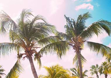 Caribbean Palm Trees Beach