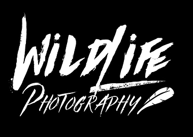 Wildlife Photography