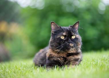 Cat, pet, green eyes